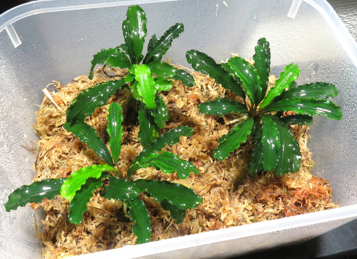 ブセファランドラ グリーンベルベット 3株拍卖