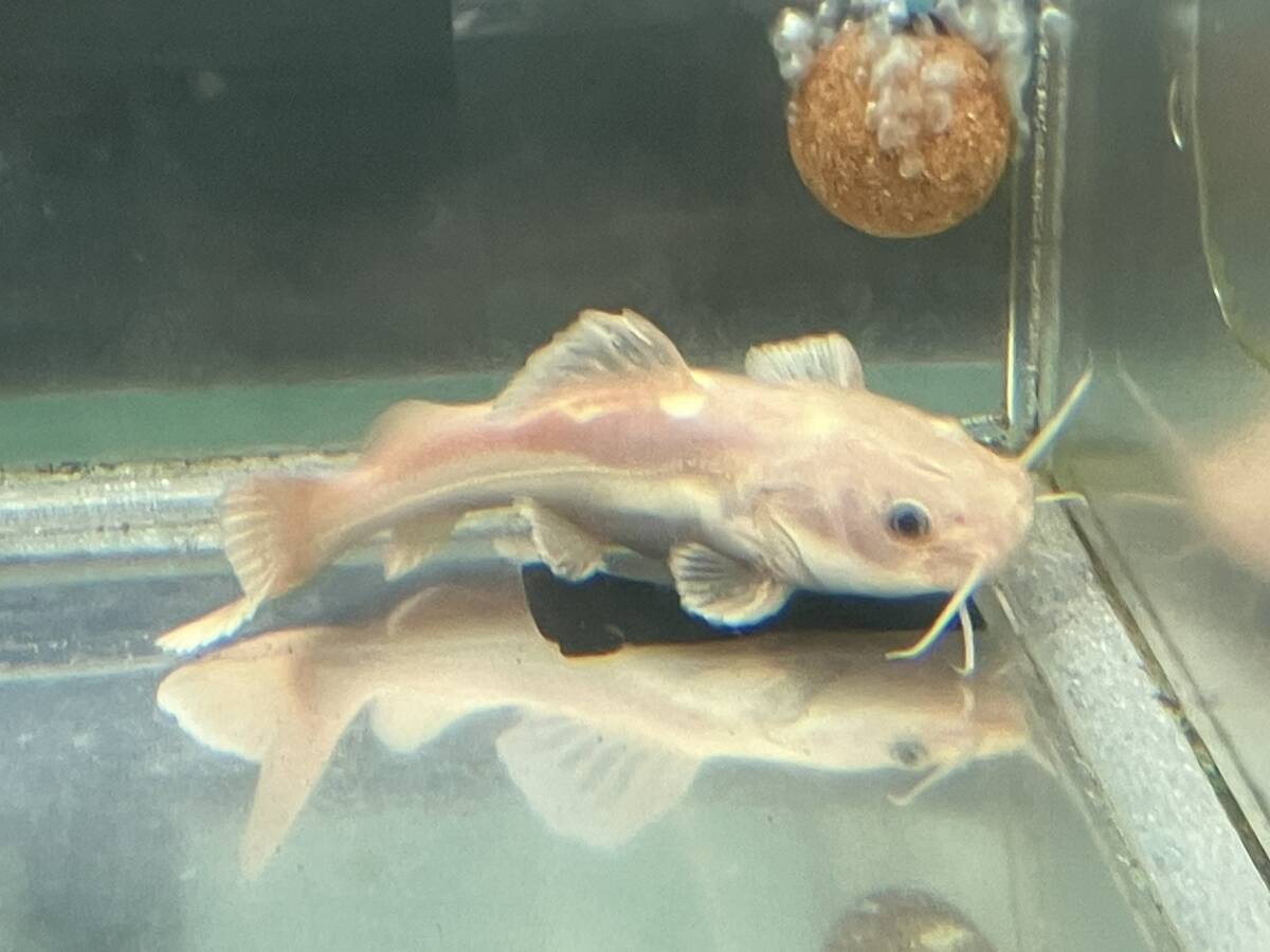 ゴールデンレッドテールキャット 12cmぐらい 1匹 ☆熱帯魚通販フォレスト☆拍卖