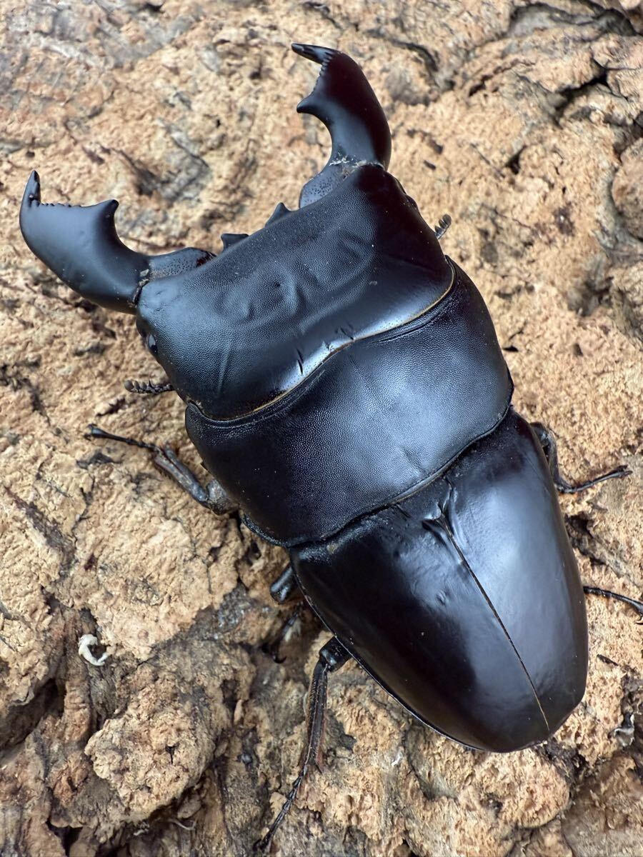 【Tyrant】 スマトラヒラタ アチェ産 大型血統 ♂104.5mm ♀54mm ペア拍卖