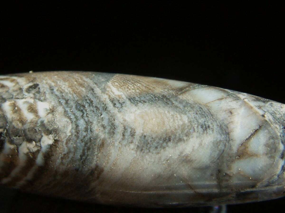 1061【天珠八仙】〈ゴビ出土と言われる風化型ジービーズ〉..金剛6眼天珠..約3.2㌢ 拍卖