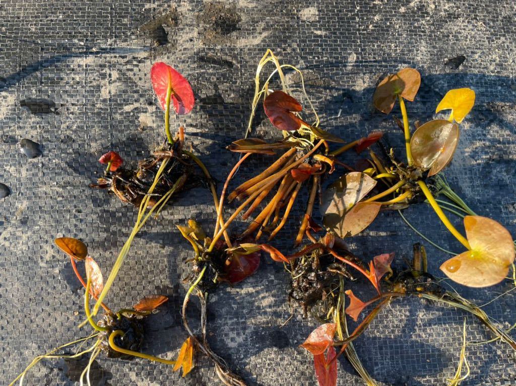 【Kazuのメダカ睡蓮ビオトープ】耐寒性睡蓮 札落ち 7株 お楽しみ苗 小さめサイズ 13拍卖