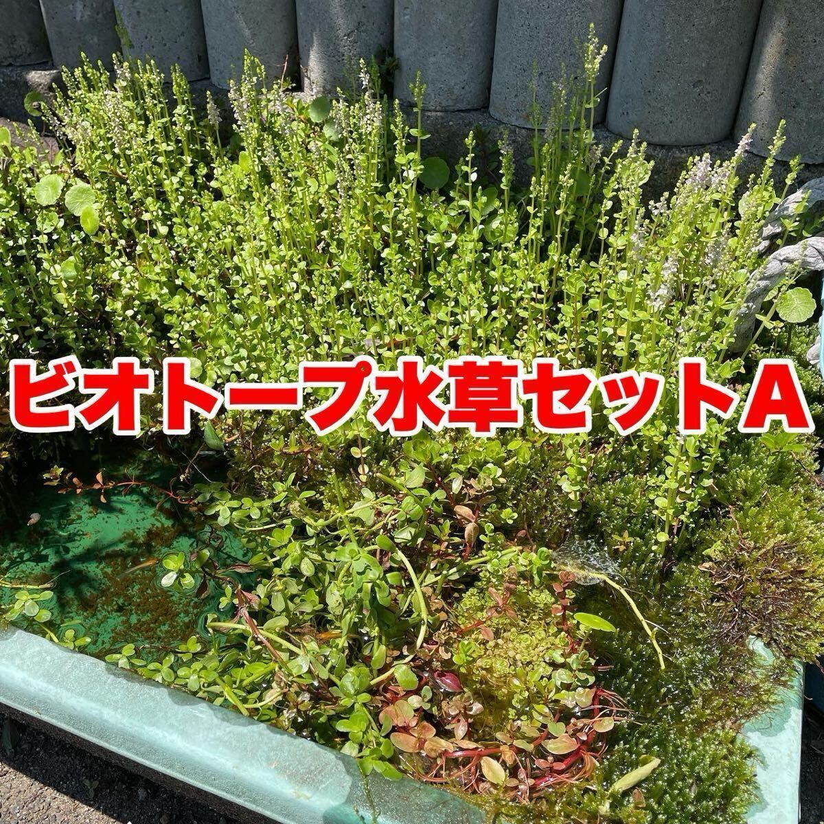 【Kazuのメダカ睡蓮ビオトープ】ビオトープ水草セットA拍卖