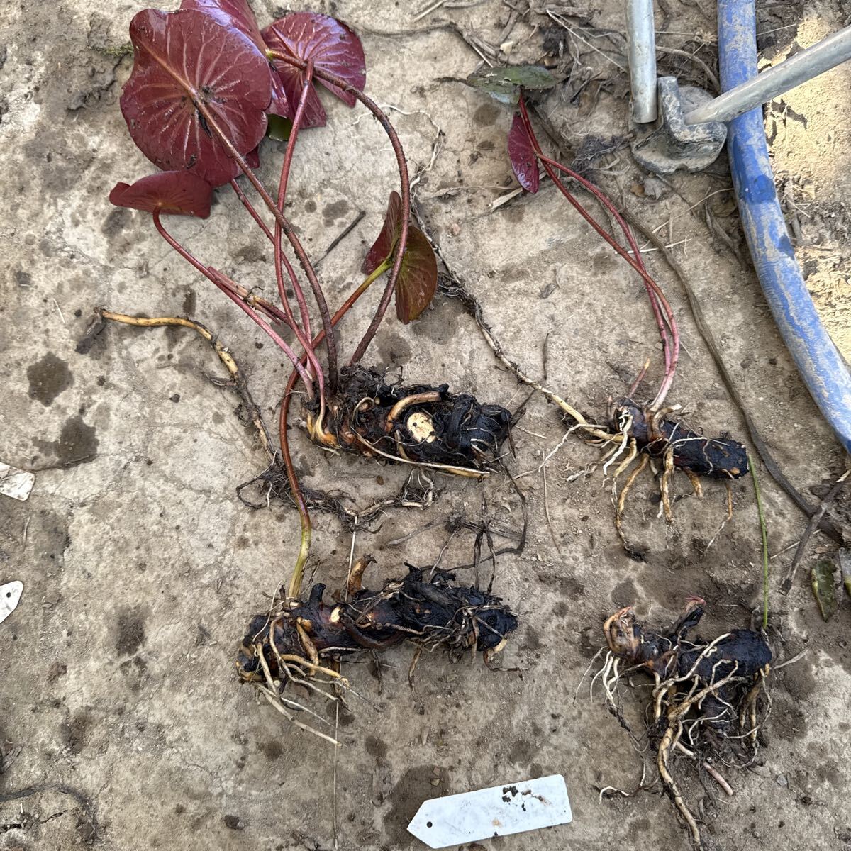 【Kazuのメダカ睡蓮ビオトープ】耐寒性睡蓮札落ち3株普通サイズ拍卖