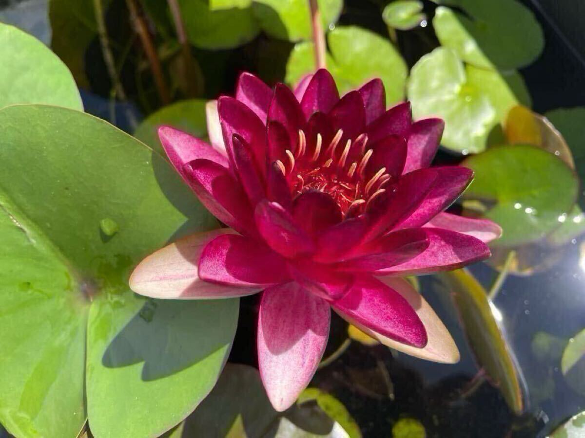 【Kazuのメダカ睡蓮ビオトープ】オールモスト・ブラック 耐寒性睡蓮 1株 6拍卖