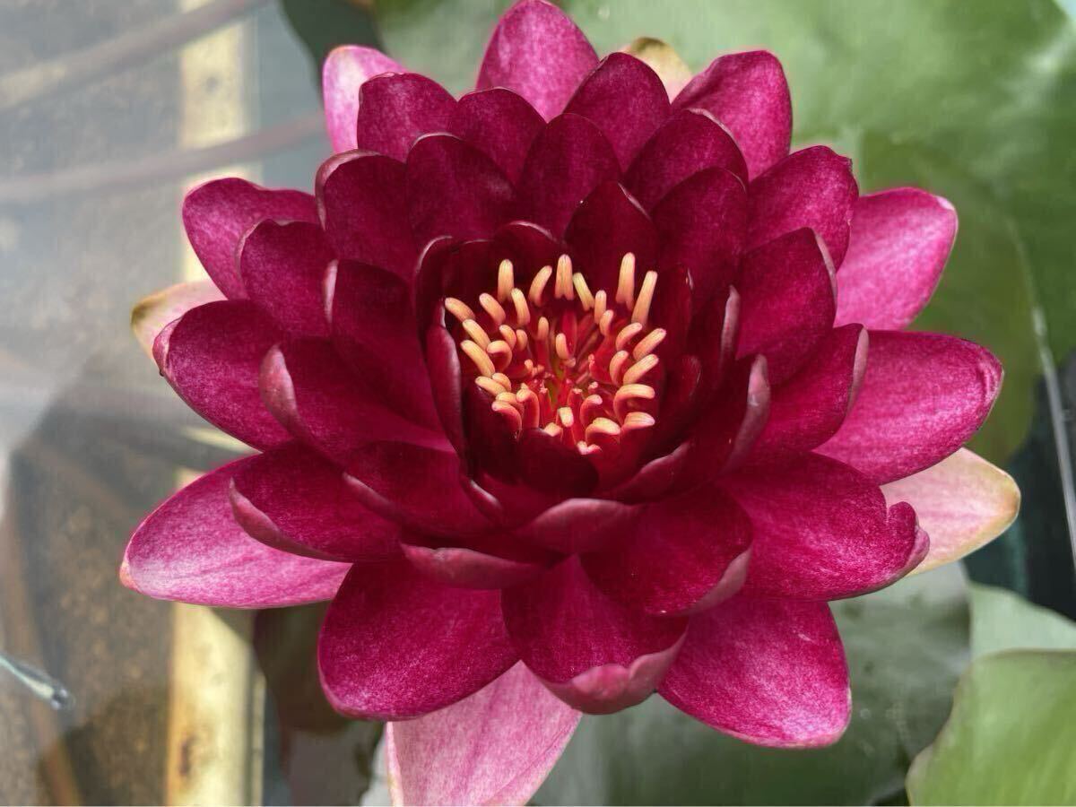 【Kazuのメダカ睡蓮ビオトープ】クランベリー 1株 耐寒性睡蓮 5拍卖