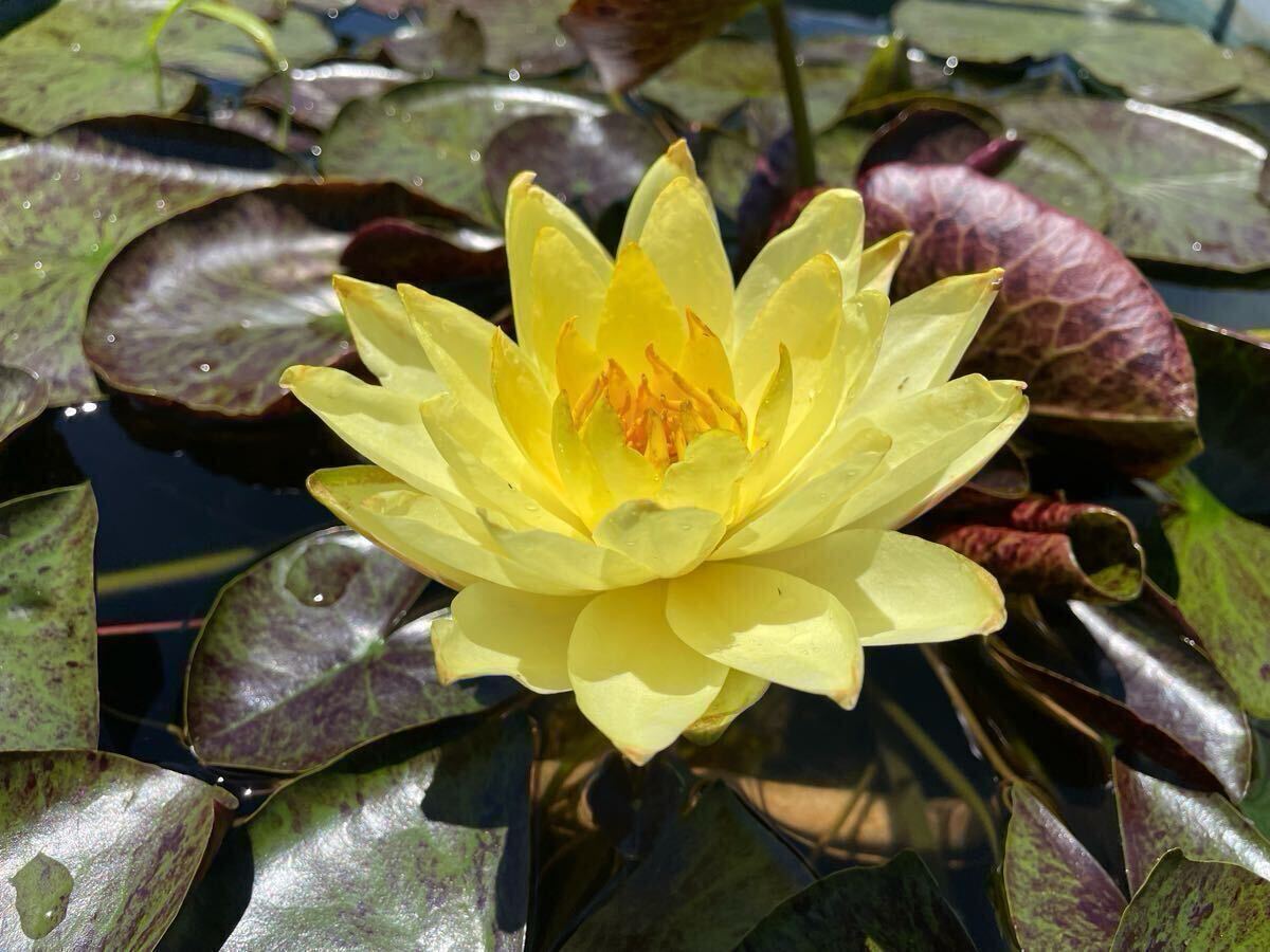 【Kazuのメダカ睡蓮ビオトープ】トンサップ 1株 耐寒性睡蓮 7拍卖