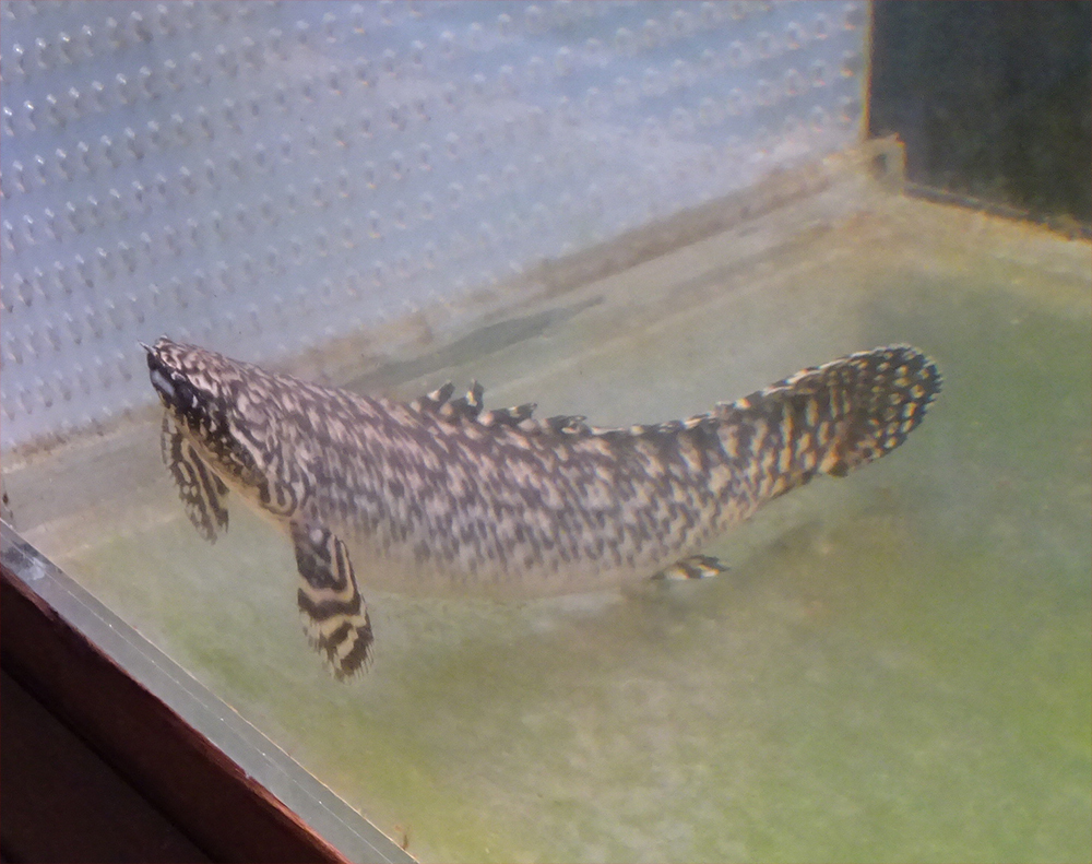 ポリプテルス オルナティピニス 16cm前後拍卖