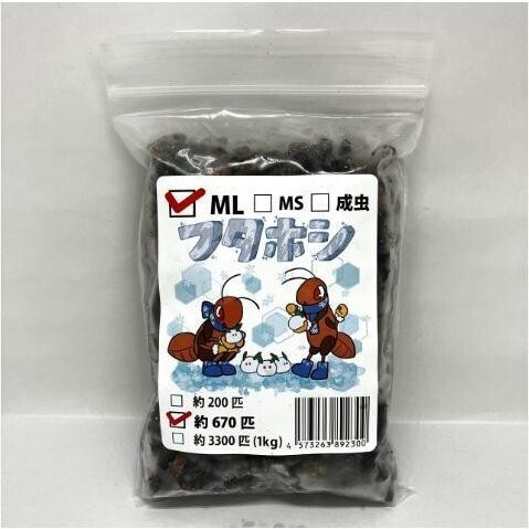 【送料無料・邑楽ファーム・クール便発送】冷凍フタホシコオロギ MLサイズ(約670匹入り)拍卖