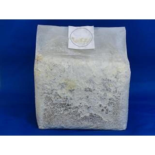 【送料無料】微創研【mother】菌糸ブロック オオヒラタケEタイプ 広葉樹中目 3.5L×2個セット ※商品説明をよくお読みの上ご注文下さい。拍卖