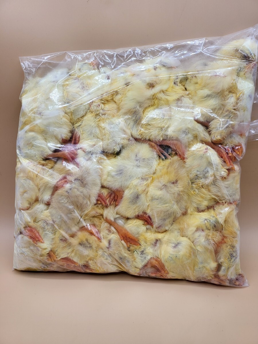 【送料無料・クール便発送】国産冷凍ひよこ(雛) 120羽入り 猛禽類・爬虫類・魚類用エサ(フクロウ・タカ・大型トカゲ・ヘビ・大型魚等)拍卖