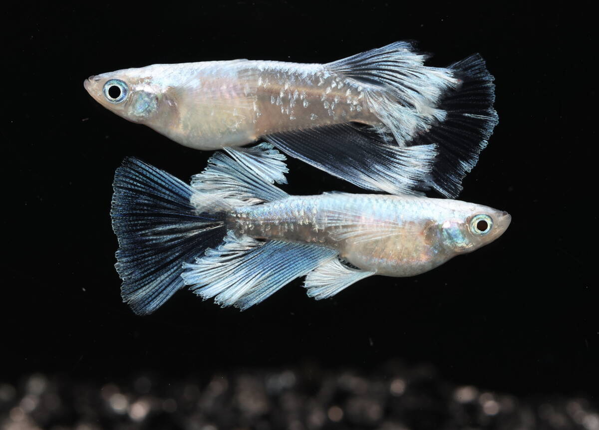 【Azuma】 ◆極上親種◆ グラディオリアルロングフィン ◆ 画像の1ペア 計2匹 A拍卖