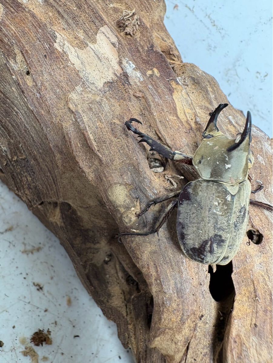 ムニスゼッチヒナカブトCBF1 ペア拍卖