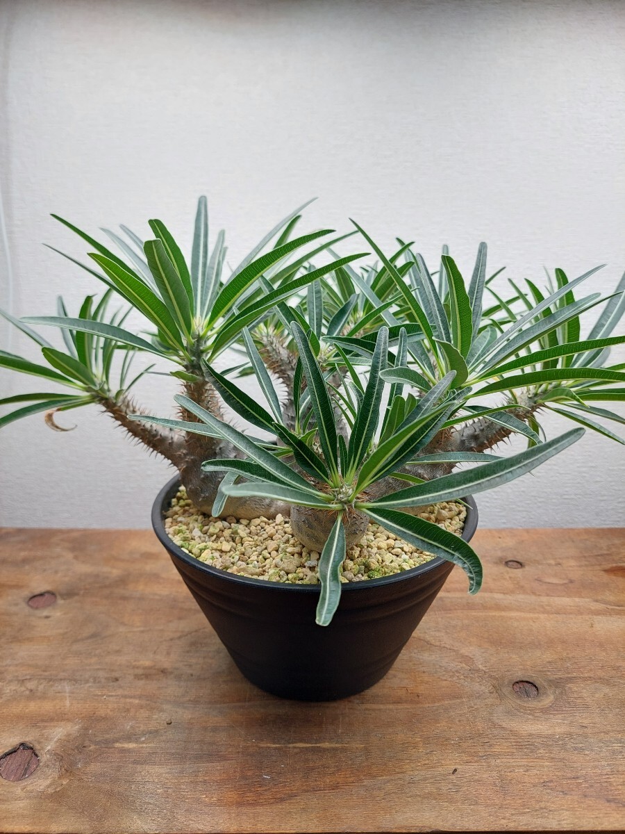 5頭 多頭 パキポディウム グラキリス Pachypodium gracilius コーデックス 塊根 塊根植物 実生拍卖