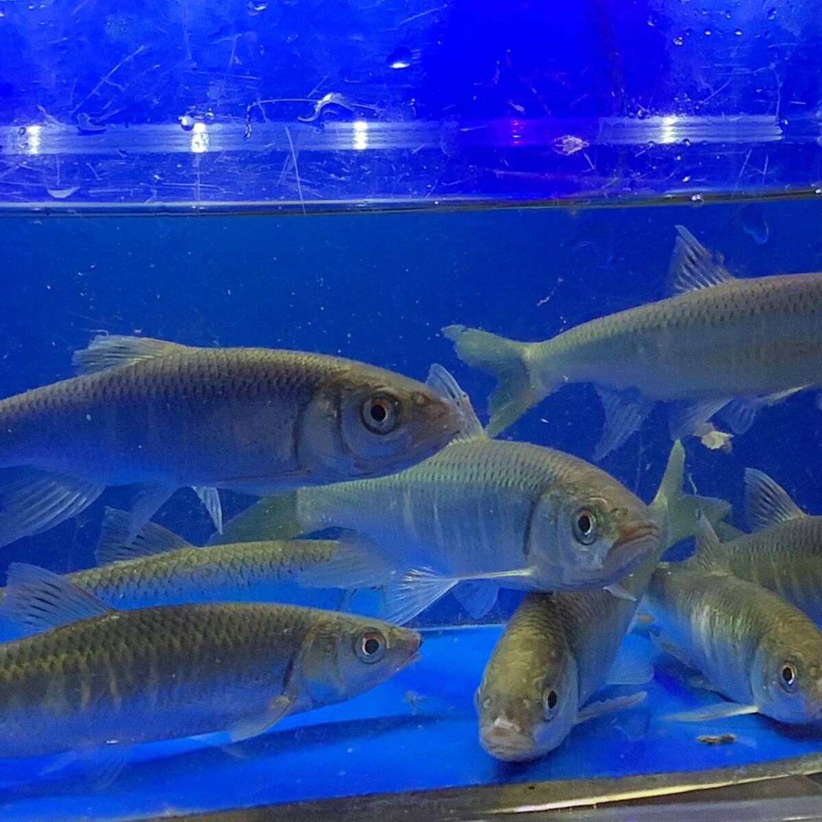 琵琶湖産 オイカワ Lサイズ 10匹セット拍卖