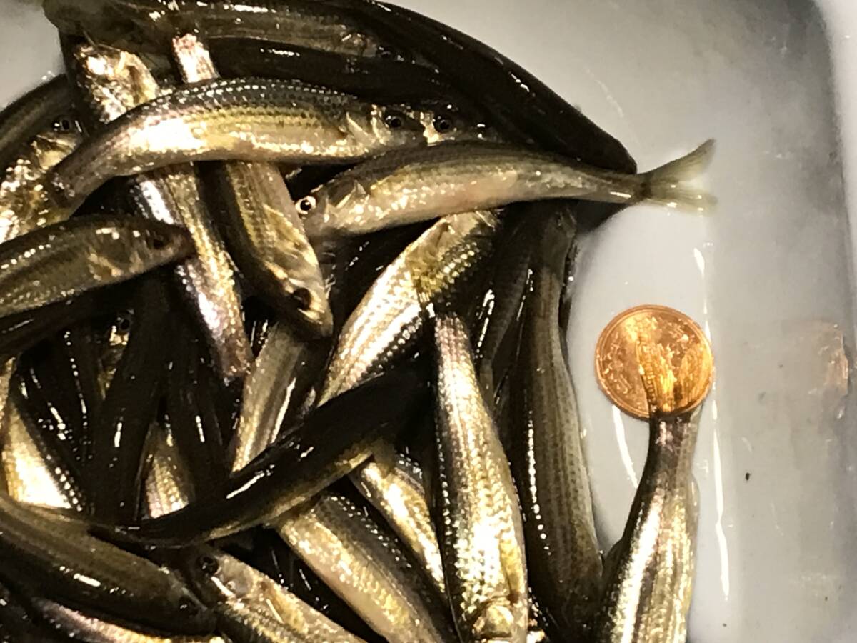 琵琶湖産 タモロコ 50匹セット Lサイズ拍卖