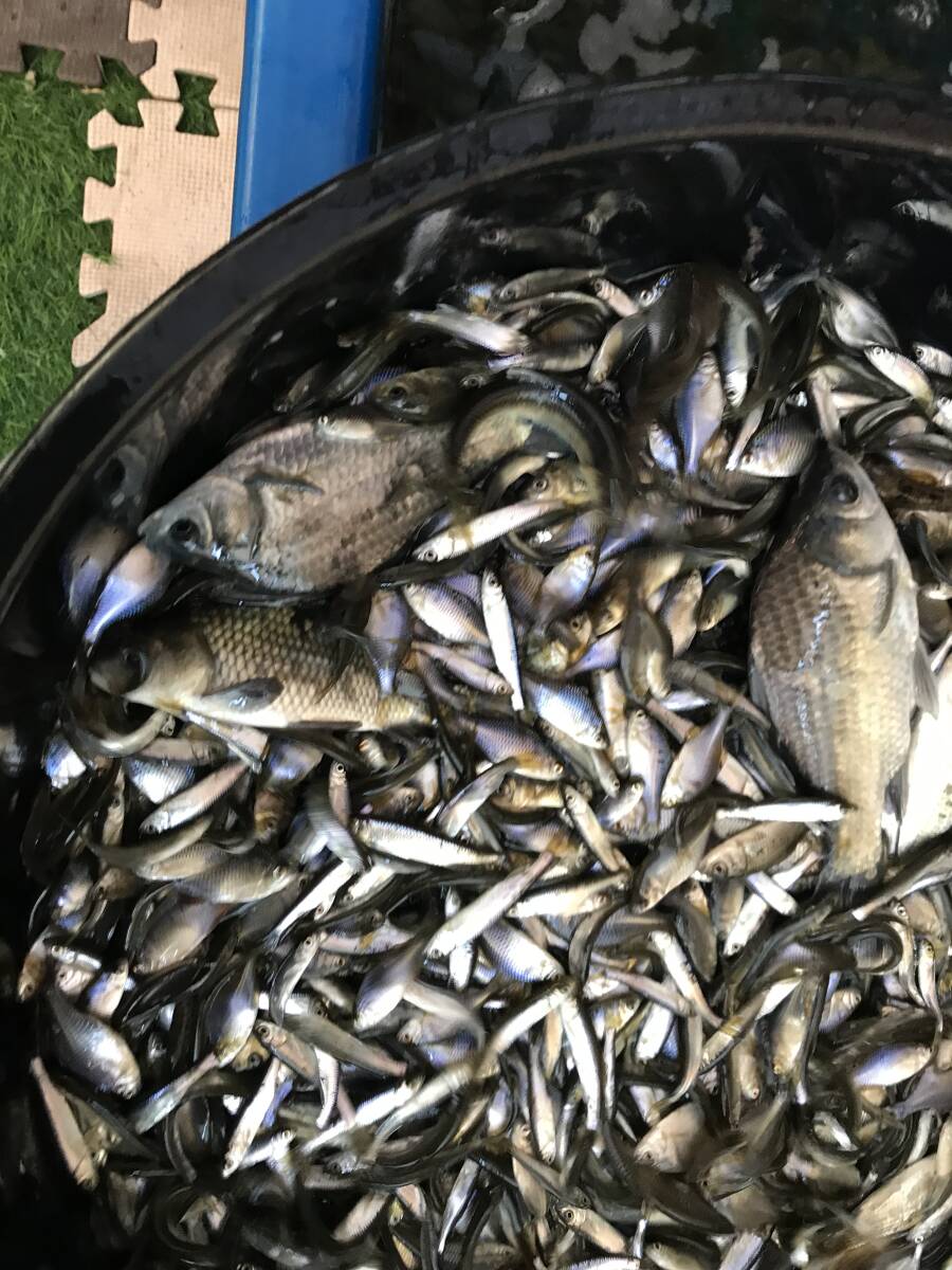 琵琶湖産 100匹セット 川魚拍卖