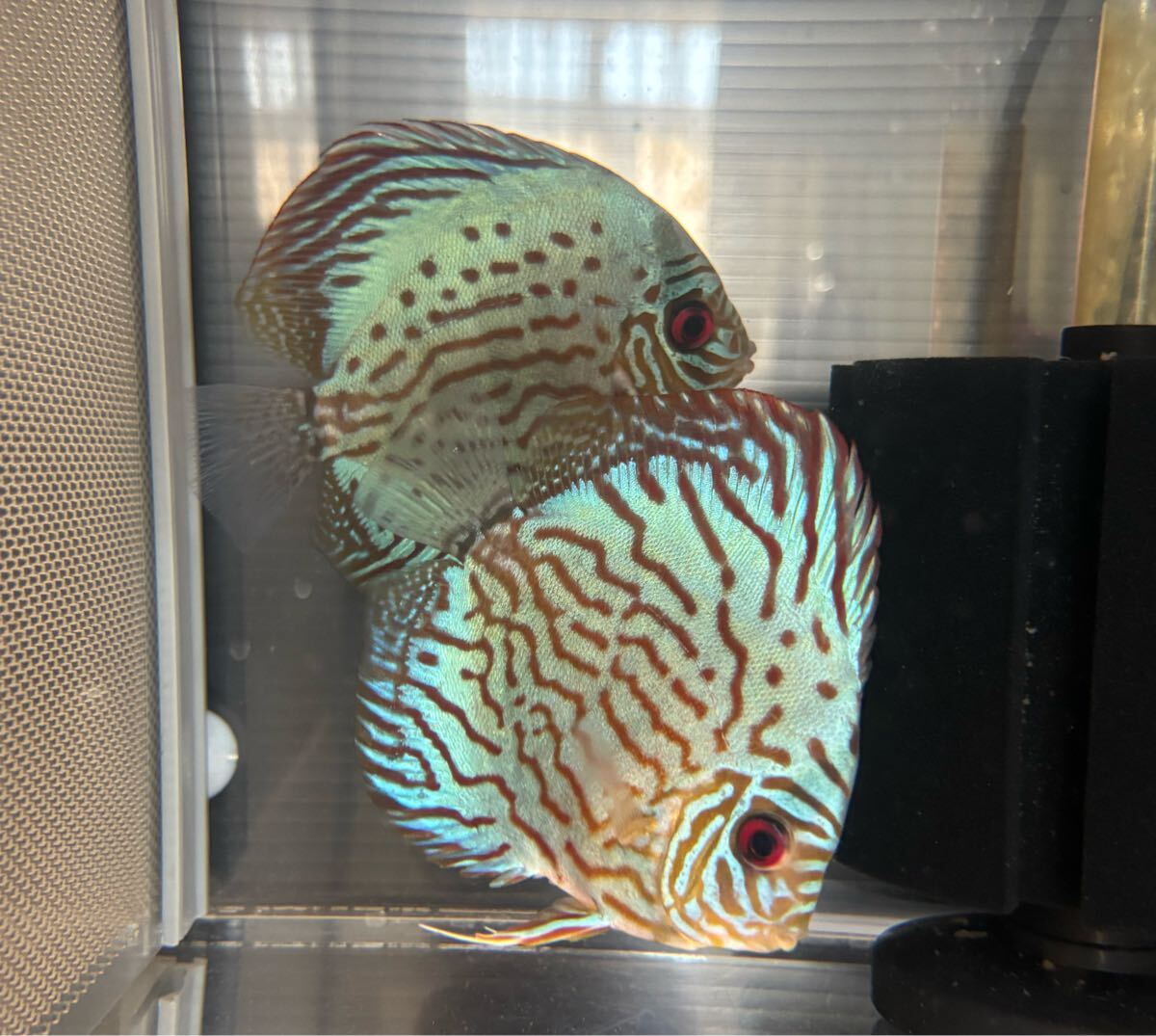 ディスカス 虫喰いコバルト 2匹セット 拍卖
