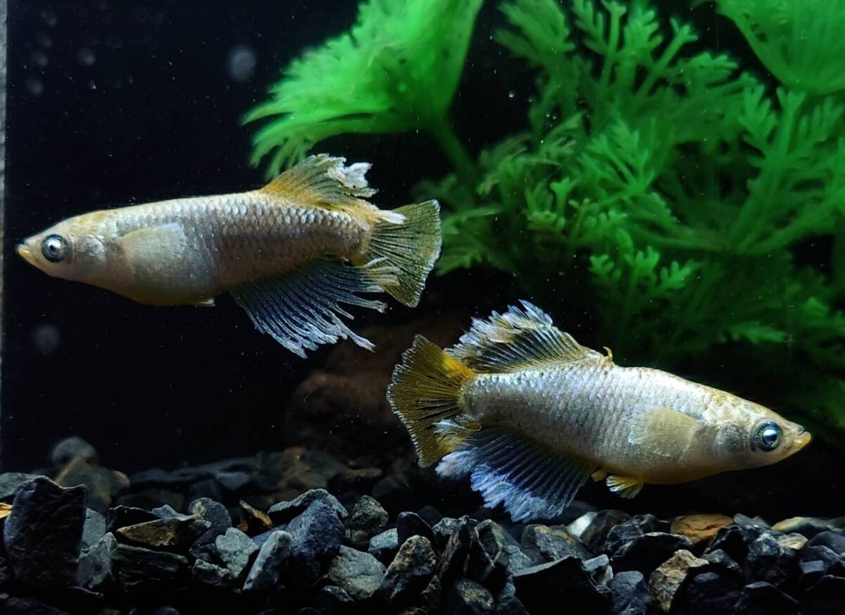 【メダクレス】極上 種親グレード 【 マネー 】 普通体型1ペア+光体型1ペア 現物出品 検 マーメイド 銀洒 フロマージュ 夢中めだか系統拍卖