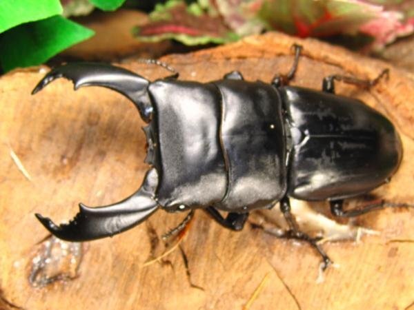 スマトラヒラタクワガタ ♂75ミリ♀39ミリ・ベンクール・WD・成虫・クワガタ通販アリスト拍卖