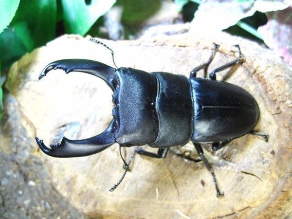 スラウェシヒラタクワガタ ♂87ミリ♀37ミリ・WD・成虫・成虫昆虫卸問屋アリスト拍卖