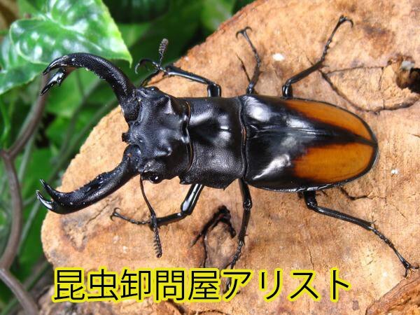 パリーフタマタクワガタ/セアカフタマタクワガタ ♂75ミリ♀43ミリ・クワガタショップアリスト・WD・成虫拍卖