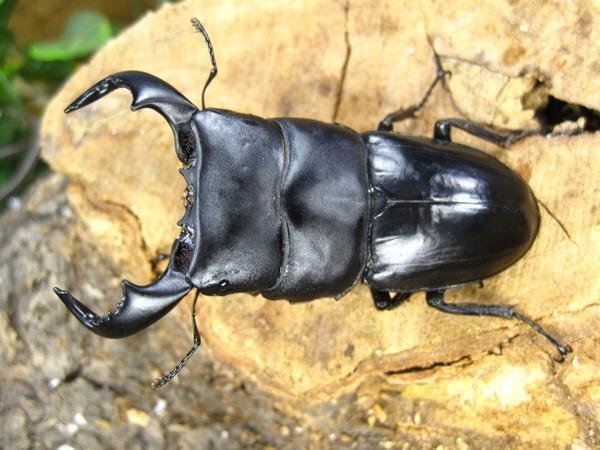 ダイオウヒラタクワガタ ♂73ミリ♀38ミリ・(東ジャワ・イジェン)クワガタショップアリスト・WD・成虫拍卖