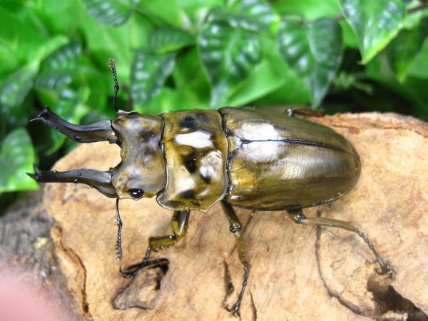 ローゼンベルグオウゴンオニクワガタ ♂70ミリ♀50ミリ・(スカブミ)現地飼育品・昆虫卸問屋アリスト拍卖