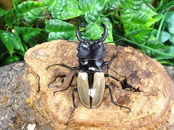 ルデキンツヤクワガタ ♂71ミリ♀40ミリ・中歯・(ベンクール)・昆虫通販アリスト・WD・成虫拍卖