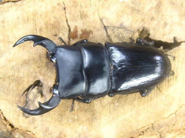 パリーオオクワガタ ♂68ミリ♀37ミリ・(東ジャワ・イジェン)・昆虫通販アリスト・WD・成虫拍卖