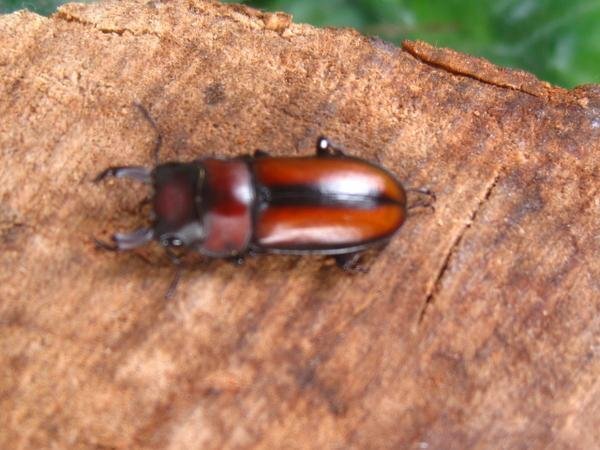 エレガントゥルスコクワガタ ♂19ミリ♀16ミリ・(スマトラ島)昆虫卸問屋アリスト・WD・成虫拍卖