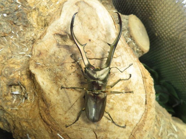 メタリフェルホソアカクワガタ ♂73ミリ♀25ミリ・(スラウェシ)・昆虫卸問屋アリスト・WD・成虫拍卖