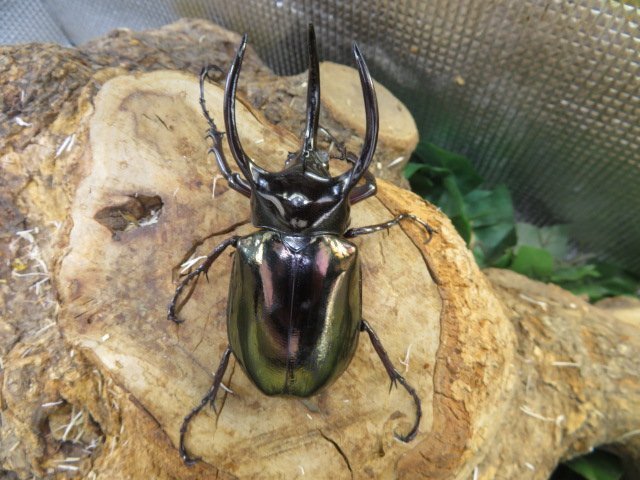 アトラスオオカブト ♂91ミリペアー・(スラウェシ)・カブトムシ販売アリスト・WD・成虫拍卖