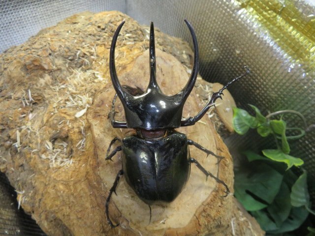 コーカサスオオカブト ♂90ミリペアー・ジャワ・カブトムシ販売アリスト・WD・成虫拍卖
