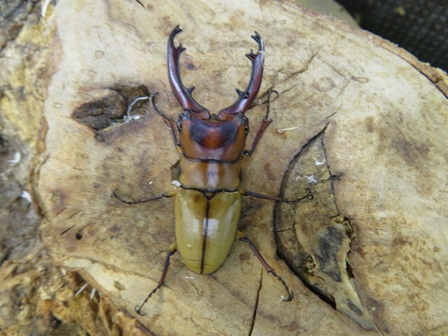 オキピタリスノコギリクワガタ ♂53ミリ♀24ミリ・スラウェシ・WD・成虫・昆虫卸問屋アリスト拍卖