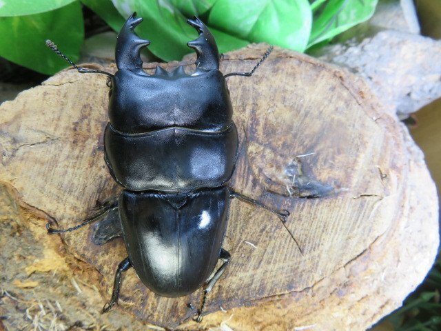 アルキデスヒラタクワガタ ♂75ミリ♀35ミリ・アチェ・ブランケジェレン・短歯・WD・成虫・昆虫販売アリスト拍卖