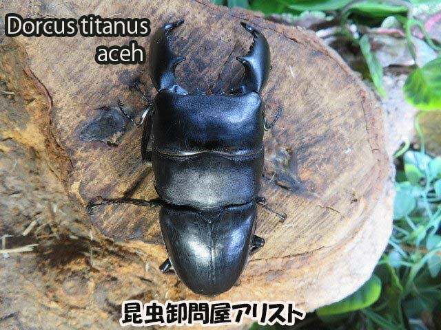 スマトラヒラタクワガタ ♂80ミリ♀38ミリ・(ブランケジェレン)・内歯下がり・クワガタ通販アリスト・WD・成虫拍卖