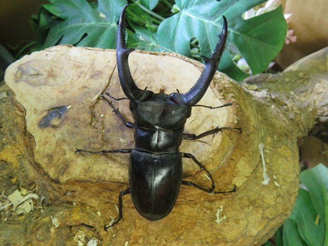 マンディブラリスフタマタクワガタ ♂93ミリ♀42ミリ・(Sumatera)・WD・成虫・クワガタ販売アリスト拍卖