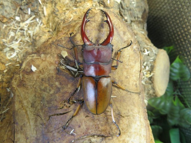 アスタコイデスノコギリクワガタ ♂61ミリ♀26ミリ・(西ジャワ・スカブミ)WD・成虫・昆虫卸問屋アリスト拍卖