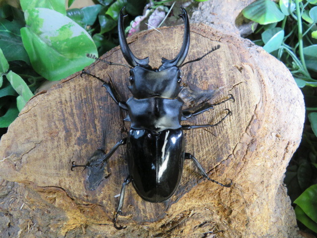 ダールマンツヤクワガタ ♂79ミリ♀43ミリ・(ペレン)昆虫卸問屋アリスト・WD・成虫拍卖