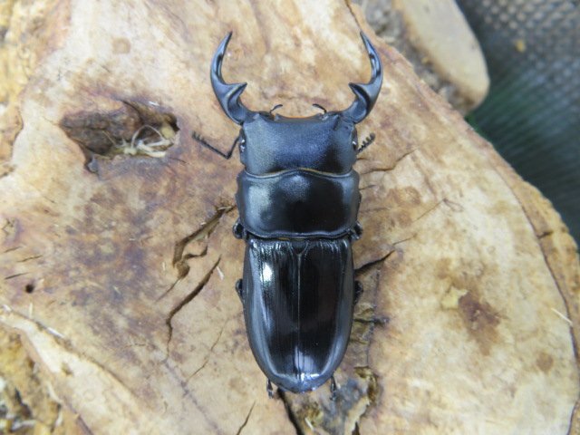 NO3 パリーオオクワガタ ♂54ミリ♀36ミリ・(西ジャワ・スカブミ)・昆虫通販アリスト・WD・成虫・1円拍卖