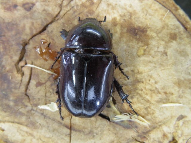 メス単品・NO5 ヒメパプアツメカブト ♀1頭 (アルファック)・WD・成虫・昆虫販売店アリスト拍卖