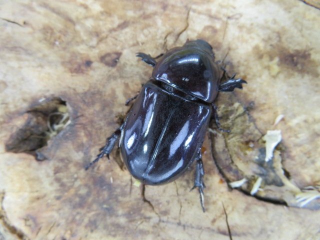 メス単品・NO3 ヒメパプアツメカブト ♀1頭 (アルファック)・WD・成虫・昆虫販売店アリスト拍卖