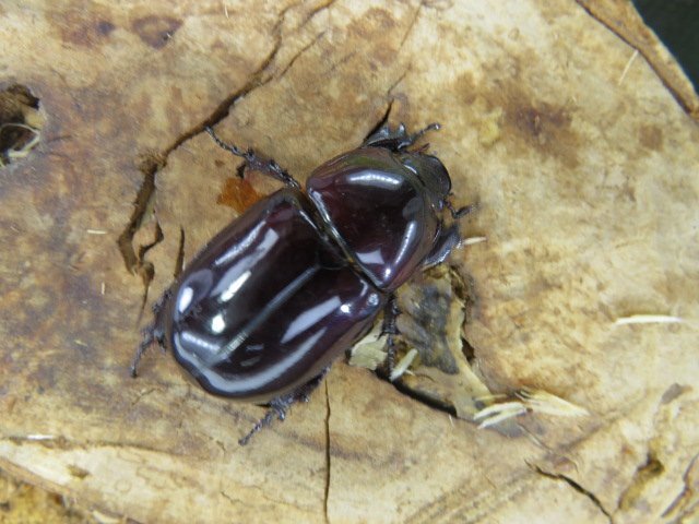 メス単品・NO1 ヒメパプアツメカブト ♀1頭 (アルファック)・WD・成虫・昆虫販売店アリスト拍卖