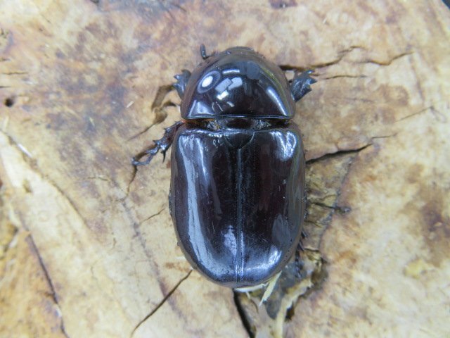 メス単品・NO4 ヒメパプアツメカブト ♀1頭 (アルファック)・WD・成虫・昆虫販売店アリスト拍卖