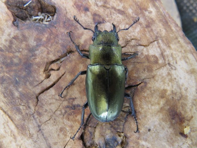 メス単品・NO1 モンギローニホソアカクワガタ ♀30ミリ・(アルファック)・完品・昆虫卸問屋アリスト・WD・成虫・1円拍卖