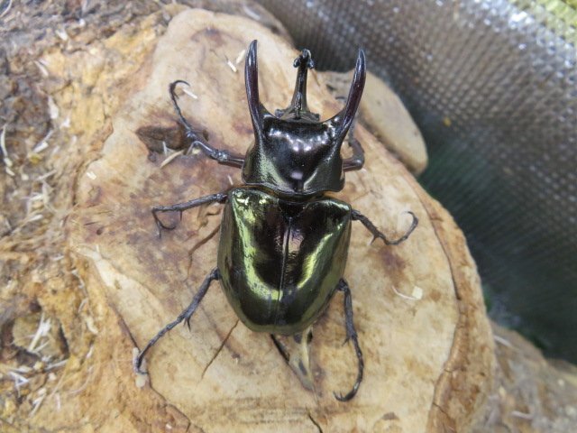 NO3 アトラスオカブト ♂61ミリペアー・(カリマンタン)・WD・成虫・カブトムシ販売アリスト拍卖