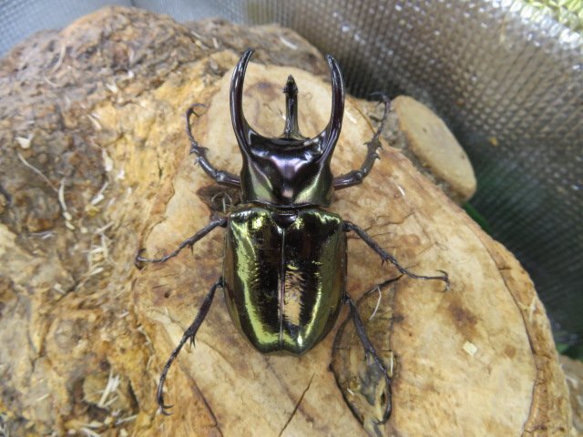 NO1 アトラスオカブト ♂66ミリペアー・(カリマンタン)・WD・成虫・カブトムシ販売アリスト拍卖