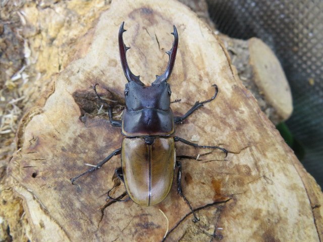 NO9 トラグルスノコギリクワガタ ♂51ミリ♀28ミリ・(ハルマヘラ)・クワガタ販売アリスト・WD・成虫拍卖