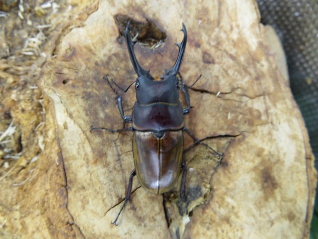 NO6 トラグルスノコギリクワガタ ♂51ミリ♀28ミリ・(ハルマヘラ)・クワガタ販売アリスト・WD・成虫拍卖