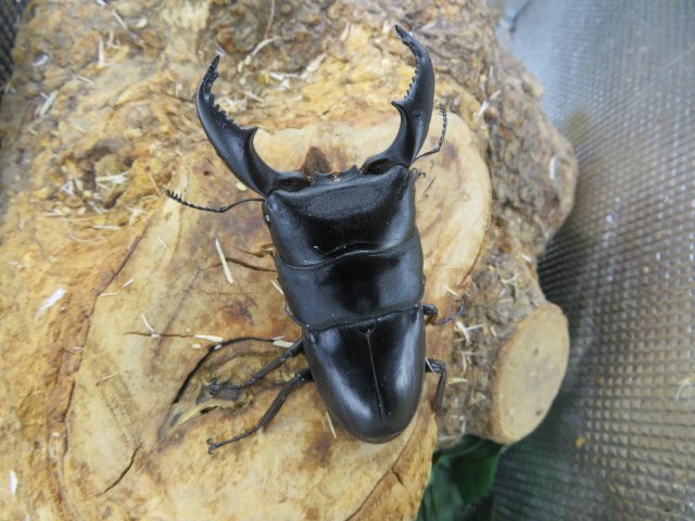 NO8 スマトラヒラタクワガタ ♂89ミリ♀43ミリ・(ブランケジェレン)・内歯下がり・クワガタ通販アリスト・WD・成虫拍卖